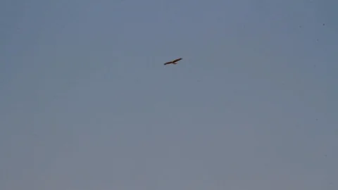 Bonelli's eagle fly Stock Footage 89950347