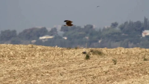Bonelli's eagle fly 動画素材 98275995
