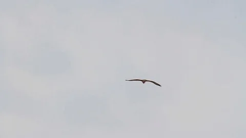 Bonelli's eagle fly in the sky Stock Footage 98276139