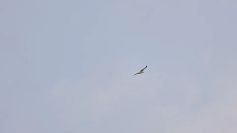 Bonelli's Eagle Flying in Blue Sky, Slow Motion Majestic Bird of Prey HD Stock Footage 344900015