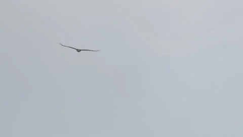 Bonelli's Eagle Flying in Blue Sky, 4K Majestic Bird of Prey Flight Stock Footage 344900137