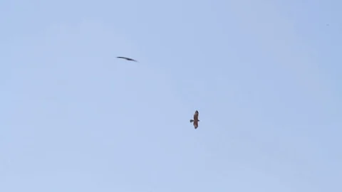 Bonelli's eagle flying Stock Footage 89950249