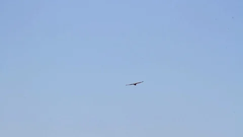 Bonelli's eagle flying Stock Footage 89950292