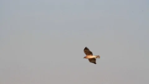 Bonelli's eagle flying Stock Footage 89950711