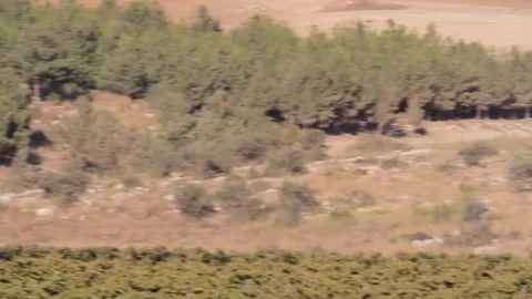 Bonelli's eagle flying Stock Footage 89950724