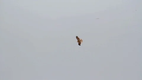 Bonelli's eagle flying Stock Footage 98265863