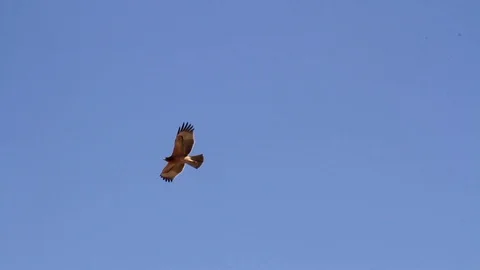 Bonelli's eagle flying Stock Footage 98265913