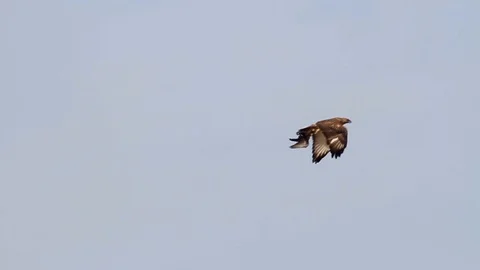 Bonelli's eagle flying Stock Footage 98274133