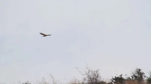 Bonelli's eagle flying Stock Footage 98314851