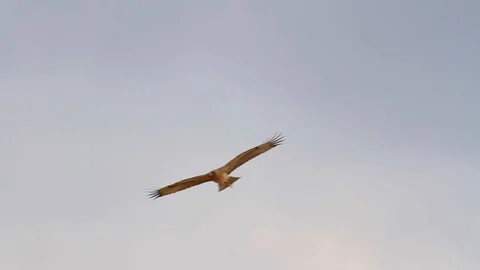 Bonelli's eagle flying Stock Footage 98335346