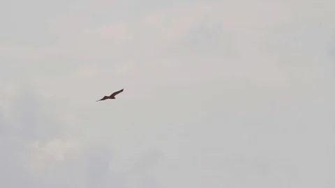 Bonelli's eagle flying Stock Footage 98335436