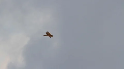 Bonelli's eagle flying 動画素材 98335936