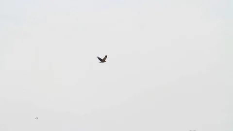 Bonelli's eagle flying 動画素材 98336617