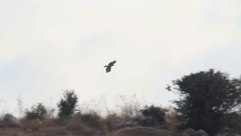 Bonelli's eagle flying Stock Footage 98337601
