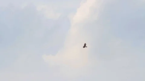 Bonelli's eagle flying Stock Footage 98338195