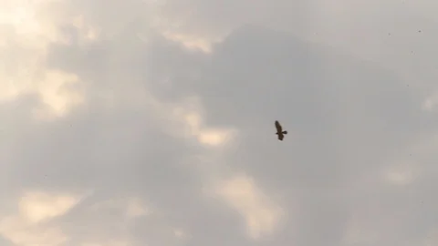 Bonelli's eagle flying Stock Footage 98338659