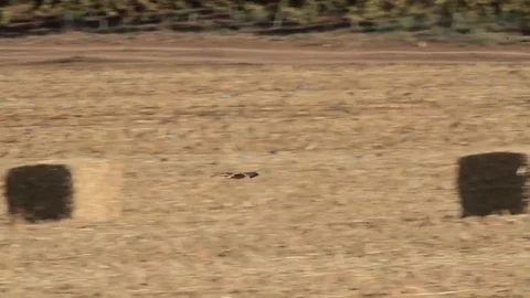Bonelli's eagle flying over the field Stock Footage 98400293
