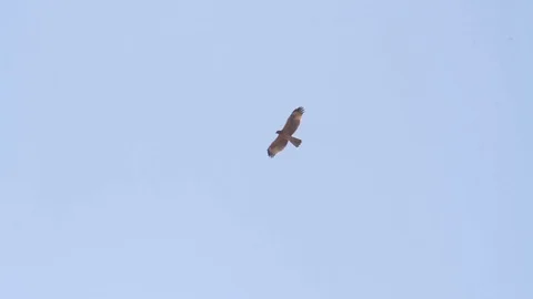 Bonelli's eagle flying in the sky Stock Footage 89950252