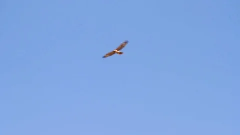Bonelli's eagle flying in the sky Stock Footage 89950279