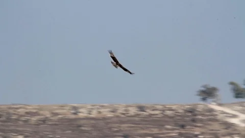 Bonelli's eagle flying in the sky Stock Footage 89950319