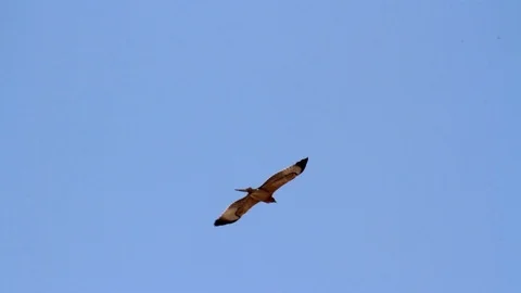 Bonelli's eagle flying in the sky Stock Footage 89950348