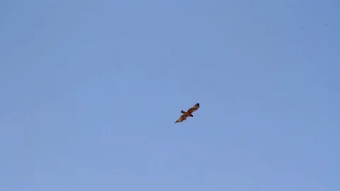 Bonelli's eagle flying in the sky Stock Footage 89950355