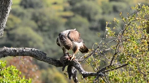 Bonelli's eagle Stock Footage 62784693