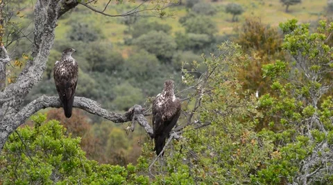 Bonelli's eagle Stock Footage 62795214