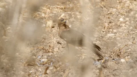 Bonelli's eagle Stock Footage 89943840