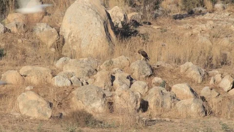 Bonelli's eagle 動画素材 89949316