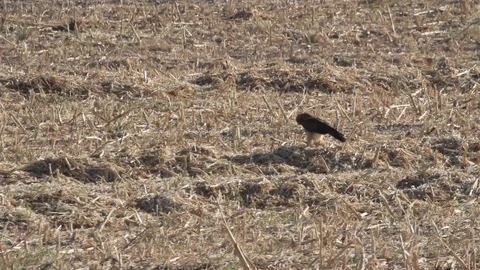 Bonelli's eagle Stock Footage 89950242