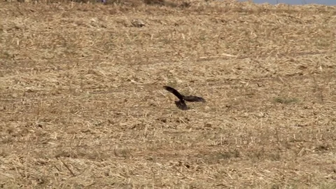 Bonelli's eagle Stock Footage 98275913