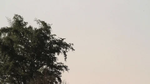 Bonelli's eagle landing 動画素材 89950658