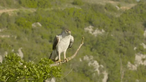 Bonelli's eagle male has to wait until female has eaten. Stock Footage 113547050