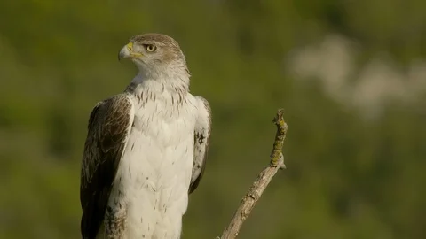 Bonelli's eagle male has to wait until female has eaten. Stock Footage 113550230