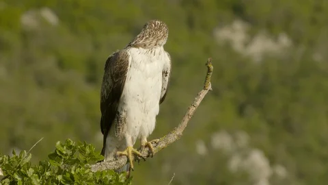 Bonelli's eagle male has to wait until female has eaten. Video stock 113550879