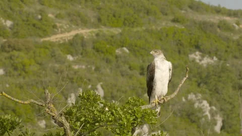 Bonelli's eagle male has to wait until female has eaten. Stock Footage 113553315