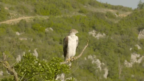 Bonelli's eagle male has to wait until female has eaten. Stock Footage 113555332