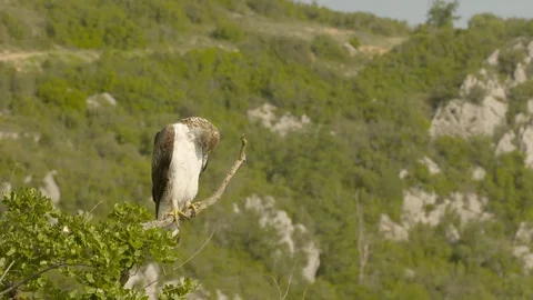 Bonelli's eagle male has to wait until female has eaten. Stock Footage 113555748