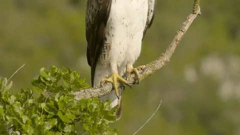 Bonelli's eagle male has to wait until female has eaten. Stock Footage 113556442