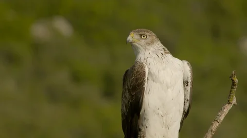 Bonelli's eagle male has to wait until female has eaten. Stock Footage 113557299