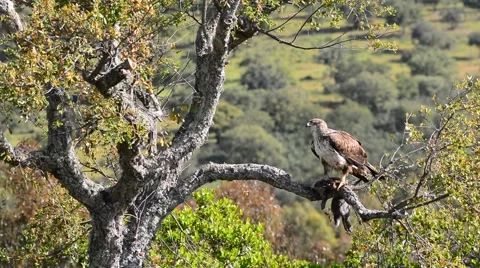 Bonelli's eagle perched on a branch Stock Footage 62718920