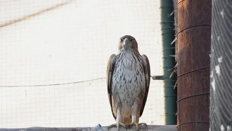 Bonelli's Eagle on right 4K Stock Footage 153665498