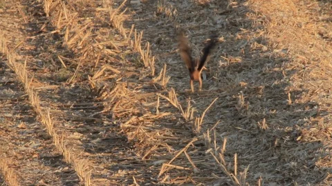 Bonelli's eagle stands in the field Stock Footage 89950998