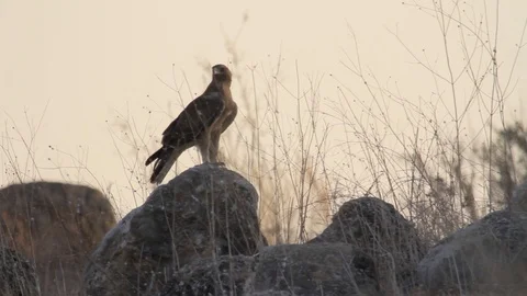 Bonelli's eagle stands on a rock Stock Footage 89951157