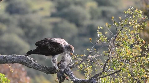 Bonelli's eagle on tree branch 動画素材 62825590