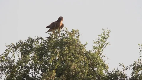 Bonelli's eagle on a tree Stock Footage 89950818