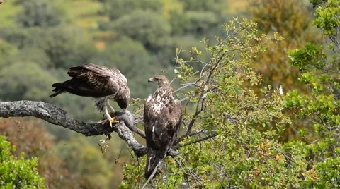 Bonelli's eagles on tree branch Stock Footage 62825587
