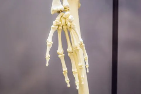 Bones of an ancient man. Human evolution is the evolutionary process that led to Stock Photos