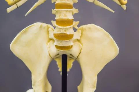 Bones of an ancient man. Human evolution is the evolutionary process that led to Stock Photos